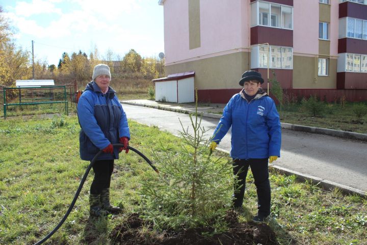 Лениногорскилылар 90 төп чыршы утыртты (ФОТОЛАР)