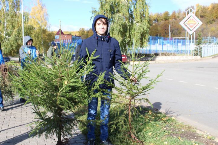 Лениногорскилылар 90 төп чыршы утыртты (ФОТОЛАР)