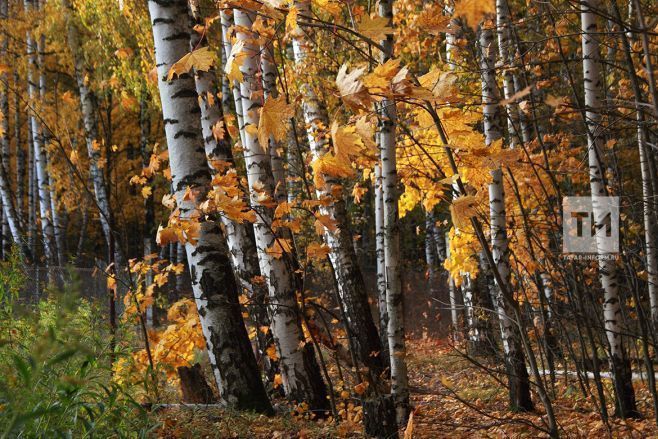 КФУ метеорологы: Татарстанда салкыннар 12 сентябрьгә кадәр дәвам итәчәк