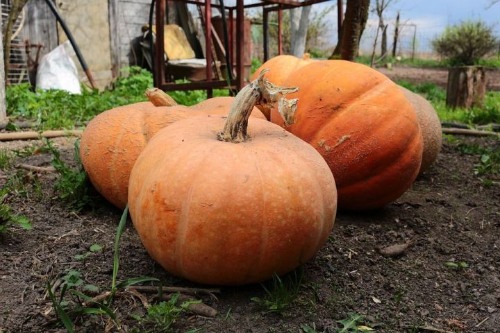 Дачаларны теркәүнең гадиләштерелгән тәртибе 1 мартта төгәлләнә