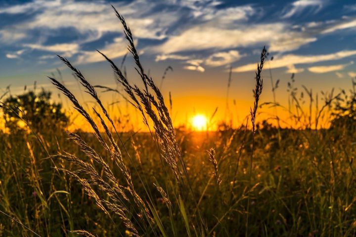 Аномаль эсселекнең авыл хуҗалыгына йогынтысы турында сөйләделәр