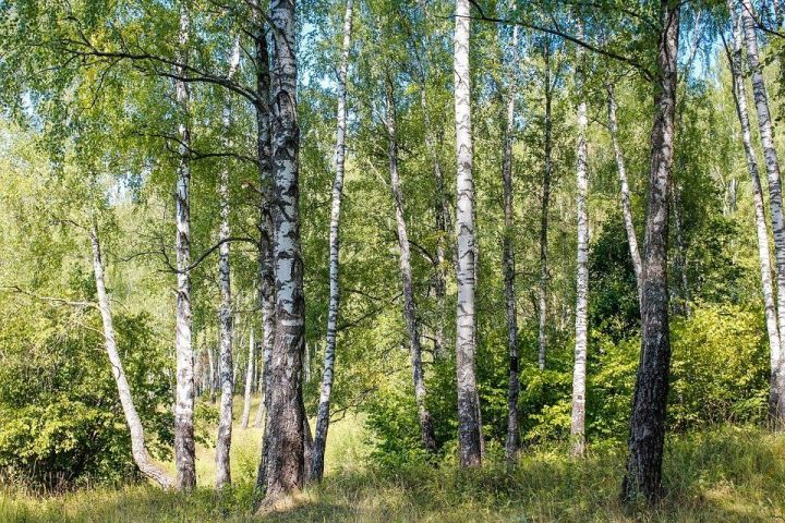 Бүген каенны кочаклап, теләк теләгез!