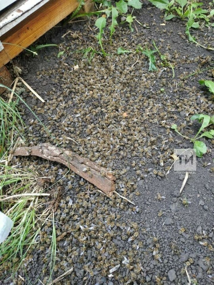Татарстанның өч районында бал кортлары күпләп үлү очраклары теркәлгән