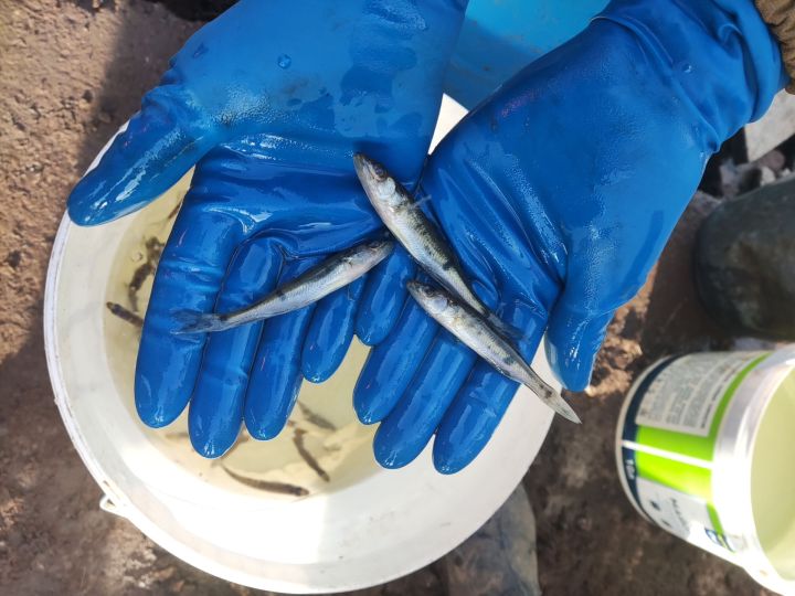 АО «Транснефть — Прикамье» выпустило более 80 тыс. мальков судака в реку Каму