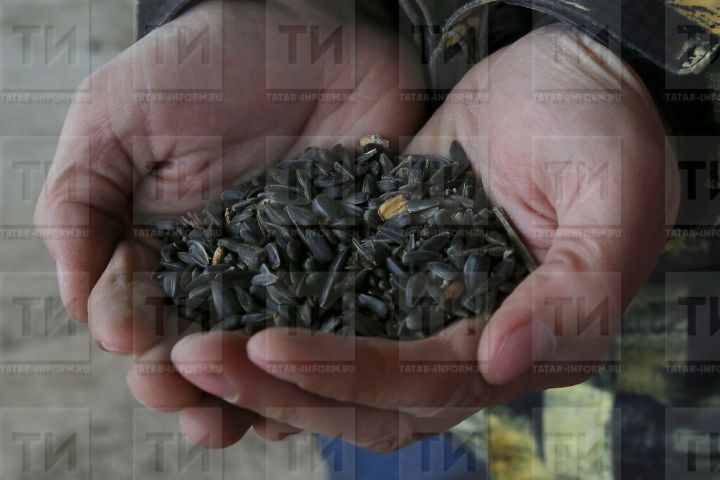 Көнбагышның файдасы турында