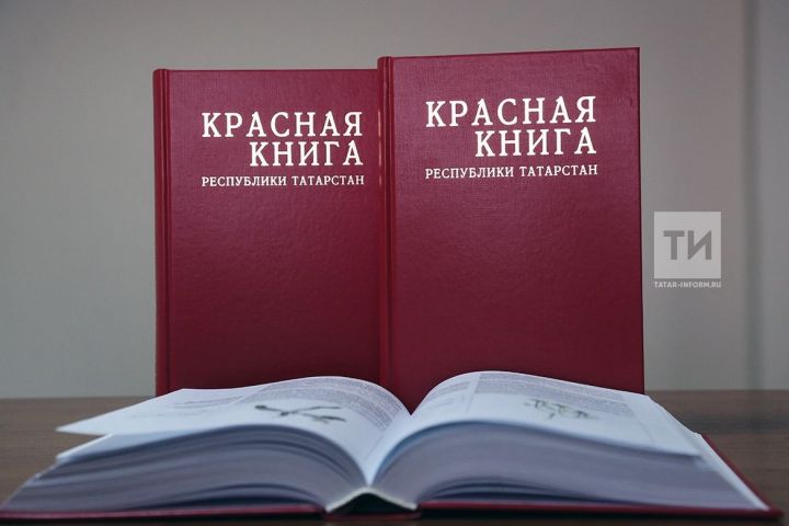 Кызыл китапка кергән үсемлекләрне җыйган өчен 9 елга кадәр иректән мәхрүм итәчәкләр