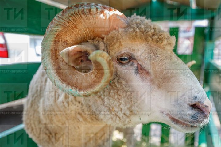 Корбанга чалынган хайванның сөякләрен нишләтергә?
