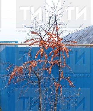 Сырганакның файдасын күрик