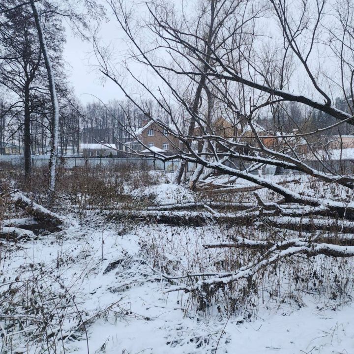 Лениногорскида кондызлар урман паркындагы агачларга “һөҗүм итә”