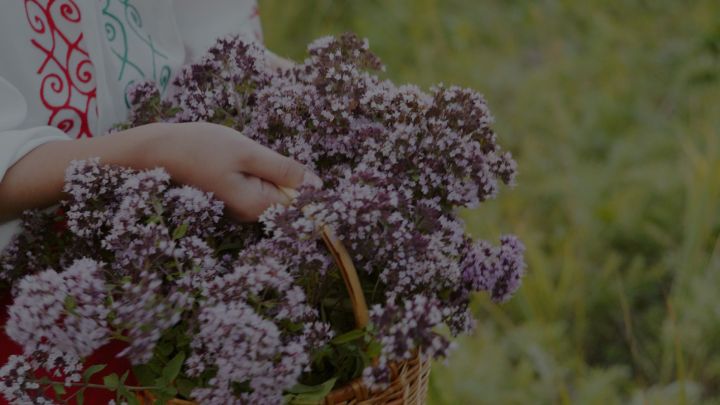 Лениногорск Балалар йортының чәй фабрикасында файдалы үләннәрдән продукция җитештерелә