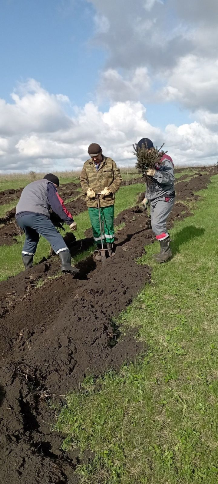 Лениногорскилылар чыршы утыртты (+фотолар)