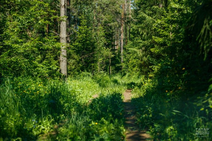 Лениногорск урманнарына керү чикләнде