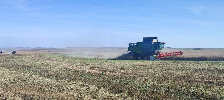 Лениногорск районы кырларында урак финишка якынлаша, җир эшкәртү эше дәвам итә