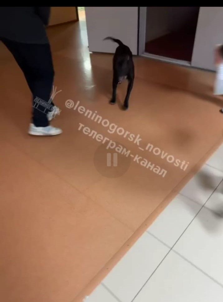 Лениногорскида 7нче мәктәп эченә эт үтеп кергән, мәктәп эчендә йөргән