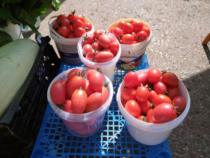 Татлы һәм эре помидорлар үстерергә телисезме?