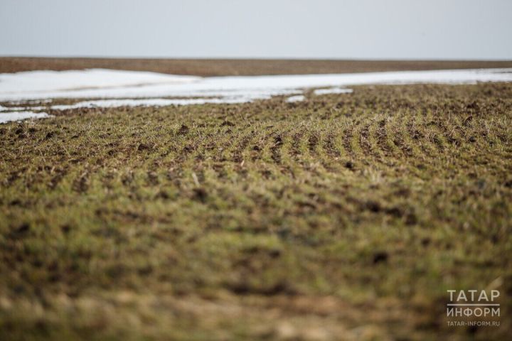 Лениногорск районында язгы кыр эшләре башланды