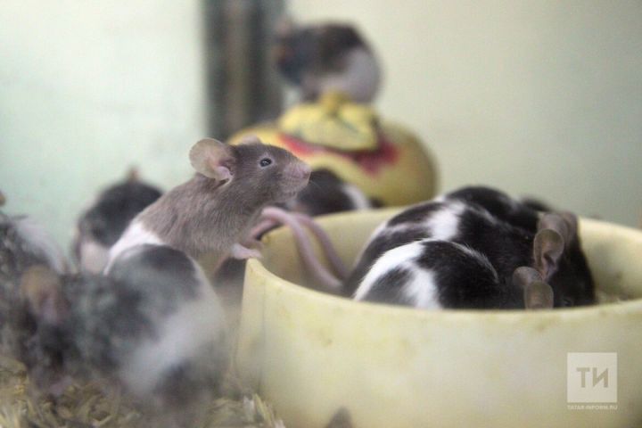 Лениногорскилылар тычкан бизгәге авыруын күбрәк басу-кырларда, урманнарда эләктерә, узган ел 31 очрак теркәлгән