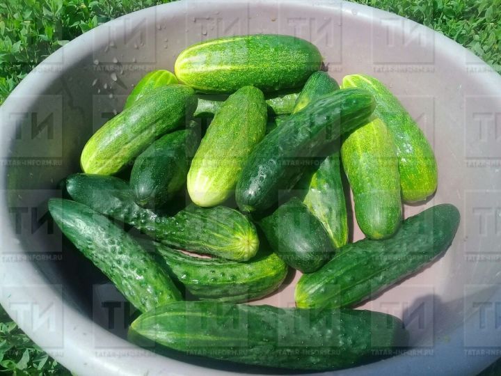 Кыяр уңышын ике тапкыр арттыра торган ашлама рецепты