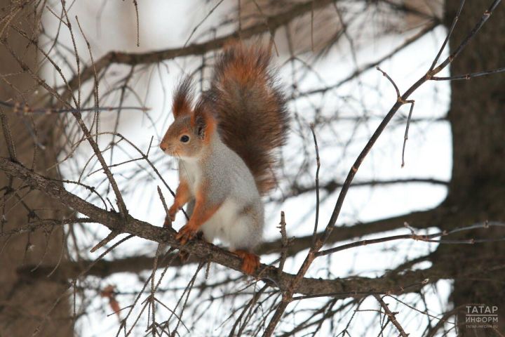 Татарстанда хайваннарны һәм кошларны кышкы исәпкә ала башладылар