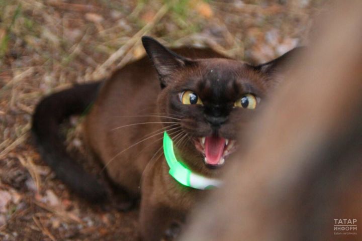 Котырган мәче аркасында Татарстанның ике бистәсендә 60 көнлек карантин кертергә мөмкиннәр