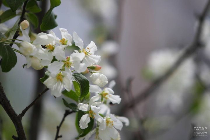 8 майда эш көне кыскартылачак