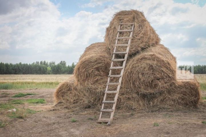 Татарстанда шәхси ярдәмче хуҗалык алып баручылар акчалата ярдәм алачаклар