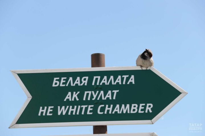 Татарстан халкын чыпчыкларны исәпкә алуда катнашырга чакыралар