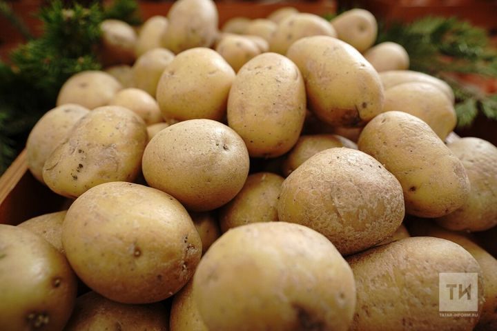 Табиб: «Яшьлек сере – бәрәңгедә, әмма без аны дөрес ашамыйбыз»